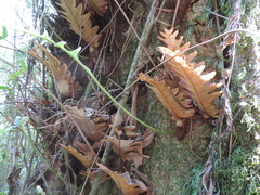 Drynaria volkensii