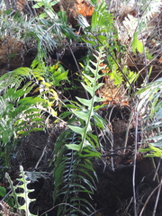 Drynaria volkensii