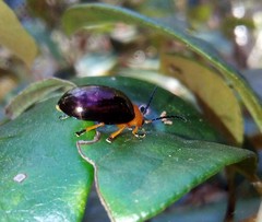 Lamprolina simillima