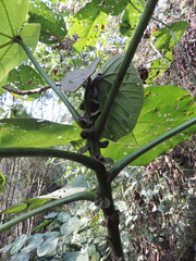 Neoboutonia macrocalyx