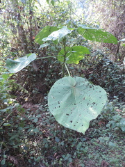 Neoboutonia macrocalyx