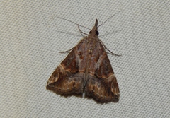 Hypena commixtalis