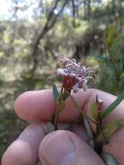 Grevillea sphacelata