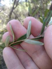 Grevillea sphacelata