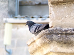 Columba livia domestica