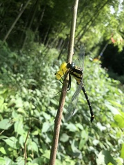 Sieboldius alexanderi