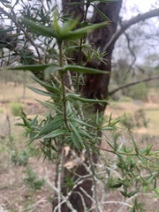 Alyxia ruscifolia