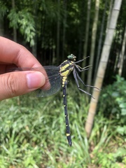 Sieboldius alexanderi