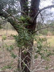 Alyxia ruscifolia