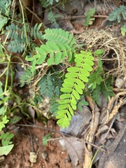 Phyllanthus niruri