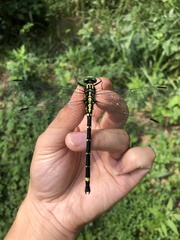 Sieboldius alexanderi