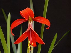 Sprekelia