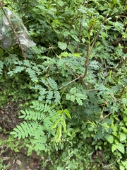 Phyllanthus niruri