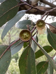 Eucalyptus globulus globulus