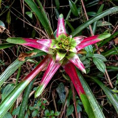 Guzmania
