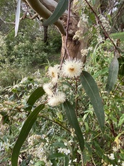 Eucalyptus globulus globulus