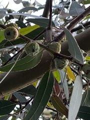 Eucalyptus globulus globulus