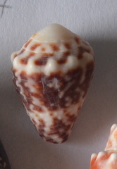 Conus chaldaeus image