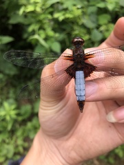Libellula melli