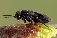 Caliroa varipes