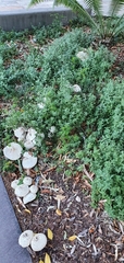 Fungi
