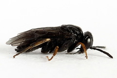 Caliroa varipes