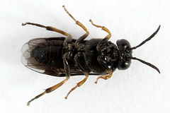 Caliroa varipes