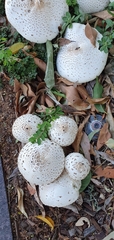 Fungi