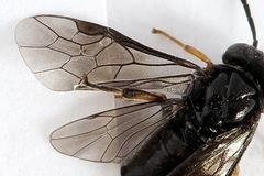 Caliroa varipes