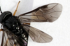 Caliroa varipes