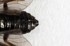 Caliroa varipes