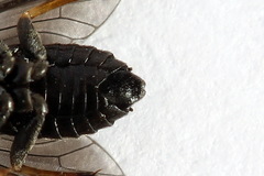 Caliroa varipes