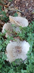 Fungi