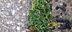 Sagina procumbens