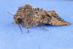 Neumichtis