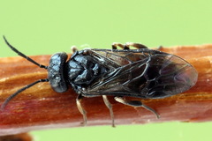 Caliroa varipes