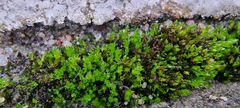 Ptychostomum capillare