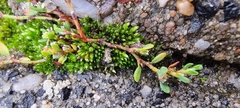 Ptychostomum capillare