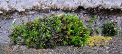 Ptychostomum capillare