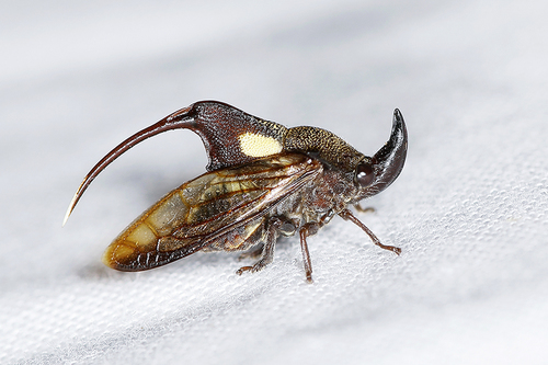 Sigmasoma chakratongi, 2015-05-02