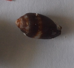 Mitroidea
