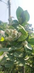 Calotropis gigantea