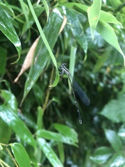 Prodasineura fujianensis