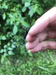 Prodasineura fujianensis