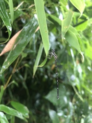 Prodasineura fujianensis