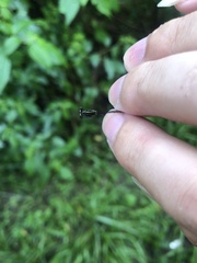 Prodasineura fujianensis