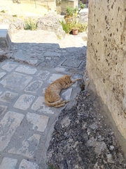 Felis catus