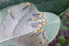 Caliroa varipes