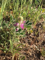 Lupinus concinnus