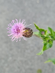 Cirsium arvense